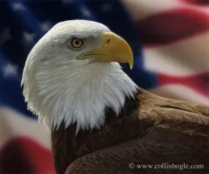 American Bald Eagle