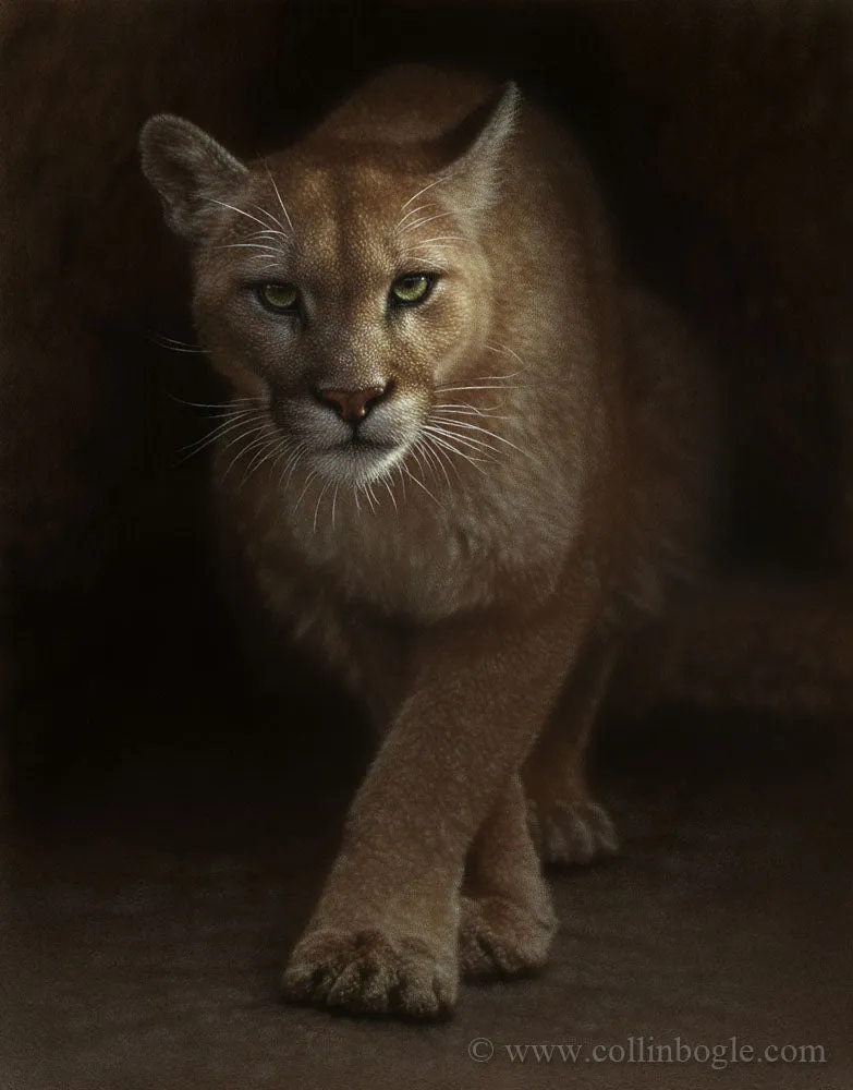 Emergence - Cougar
