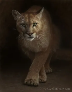 Emergence - Cougar