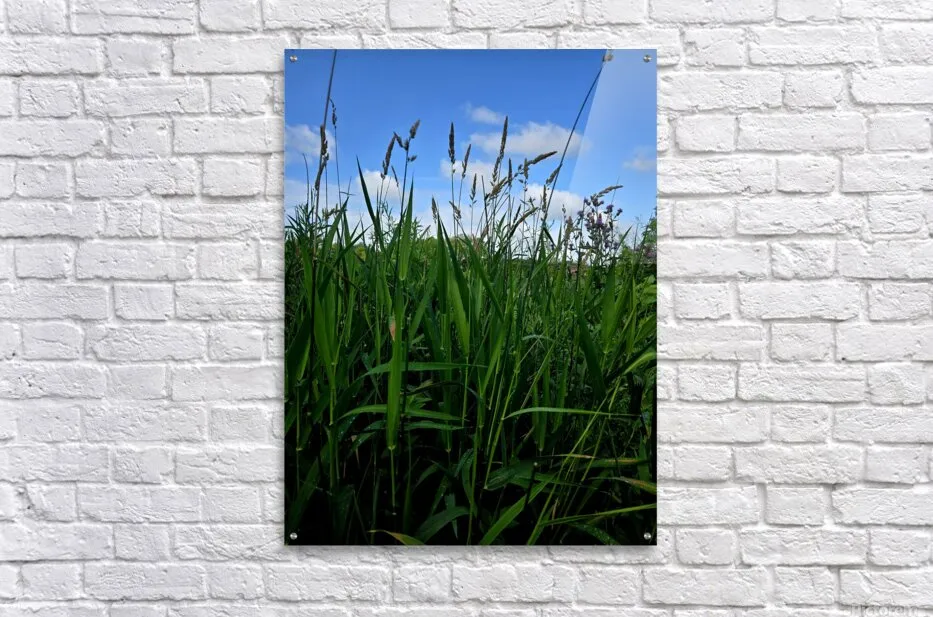 Field Of Dreams
