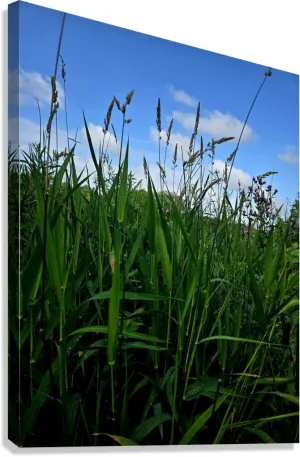 Field Of Dreams