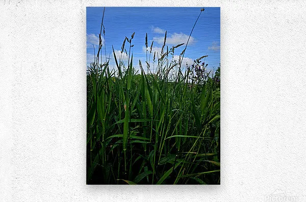 Field Of Dreams