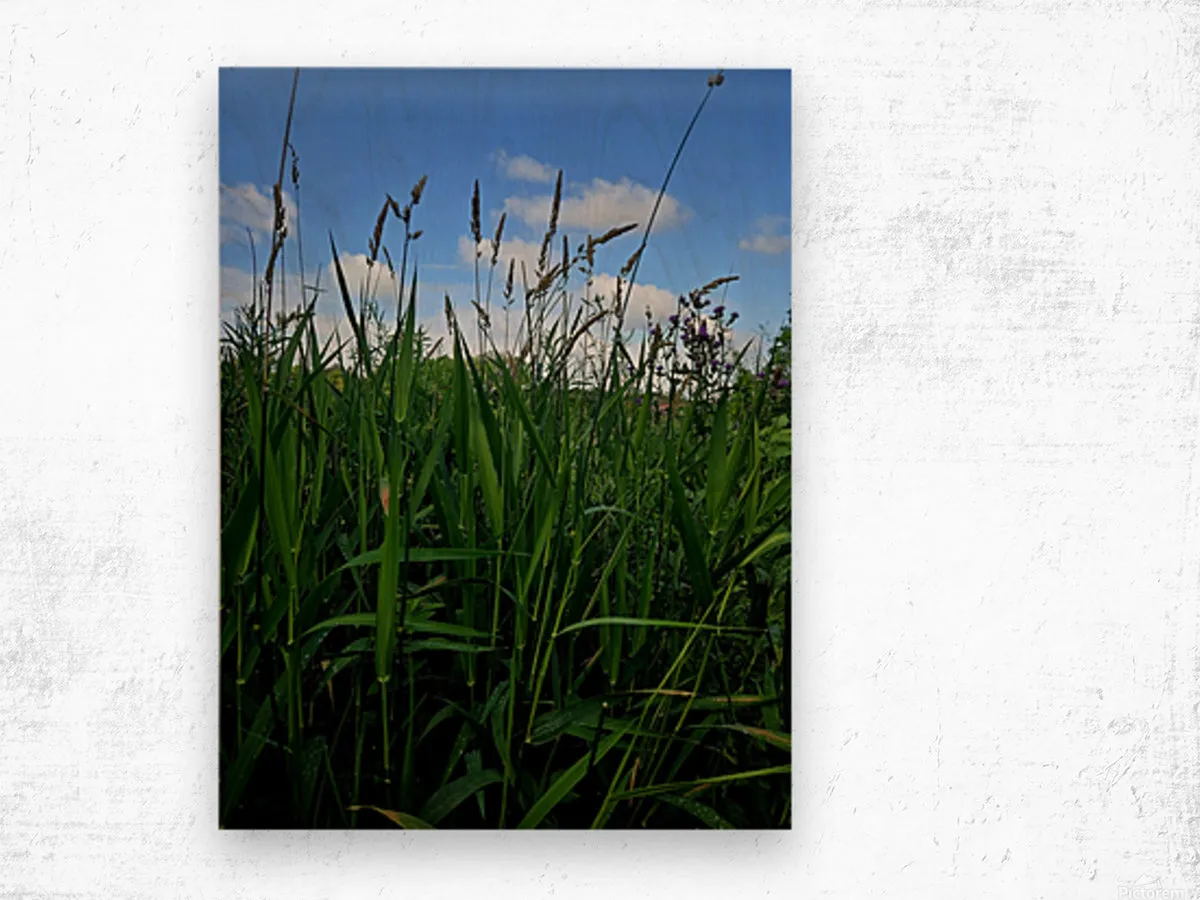 Field Of Dreams