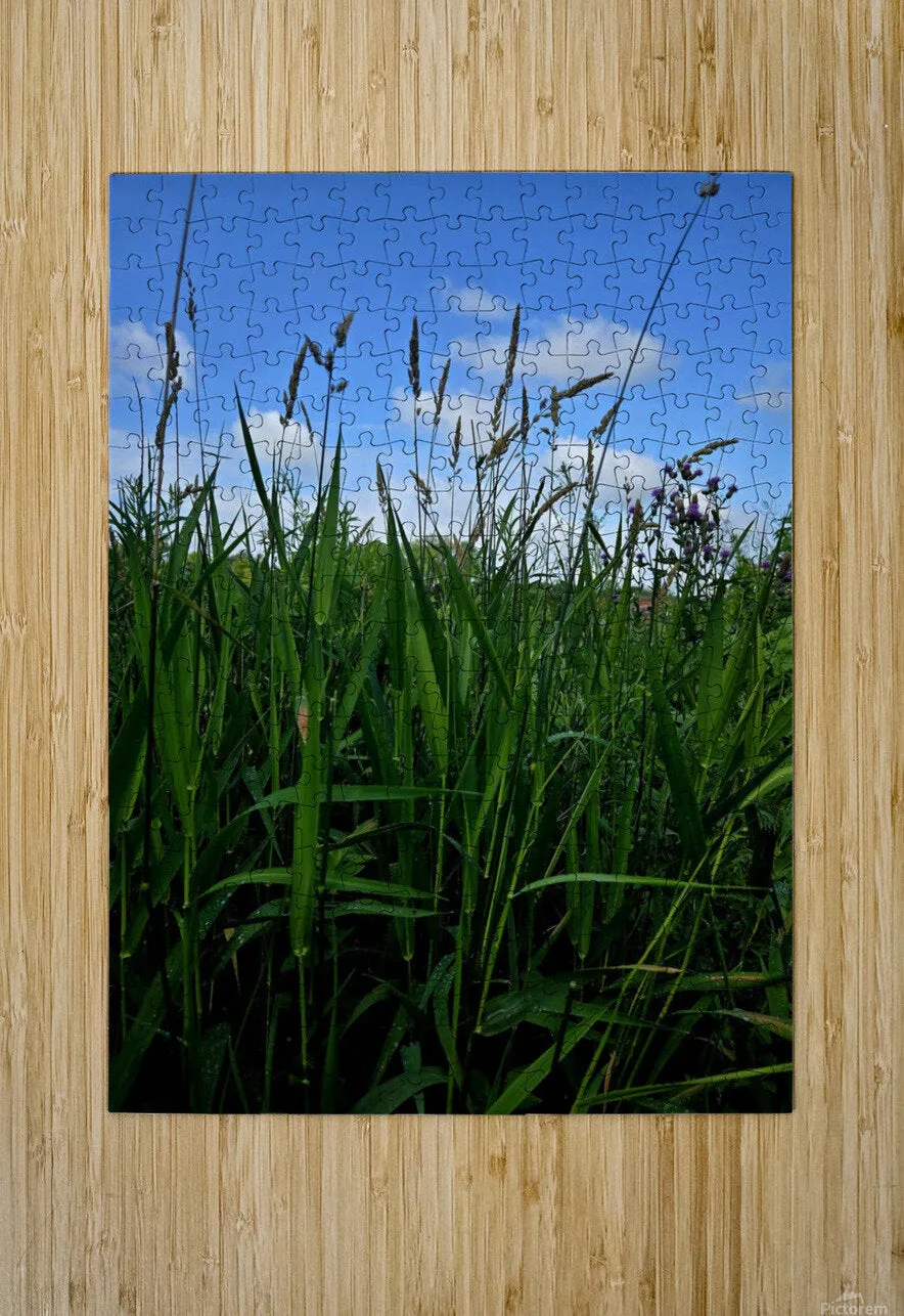 Field Of Dreams