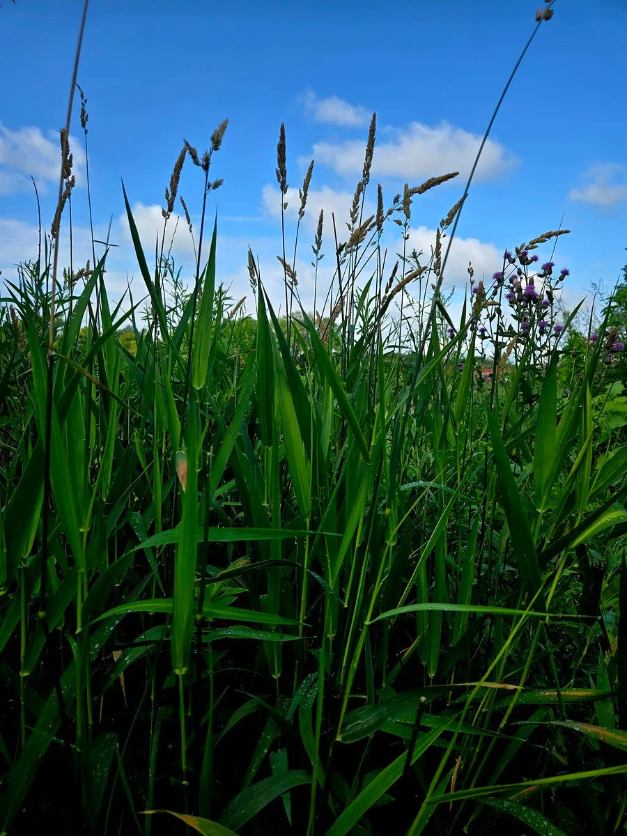 Field Of Dreams